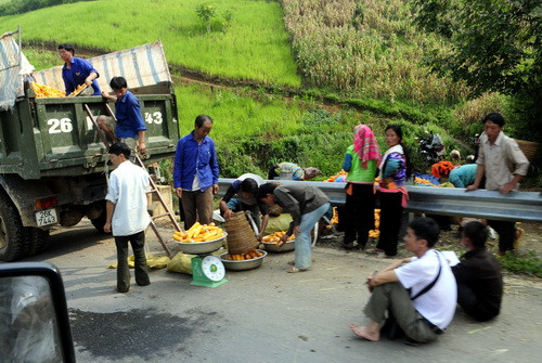Có người ví Sơn La là vựa ngô của cả nước, đồng bào Hmông được mùa ngô, cân sản phẩm ngay bên đường.