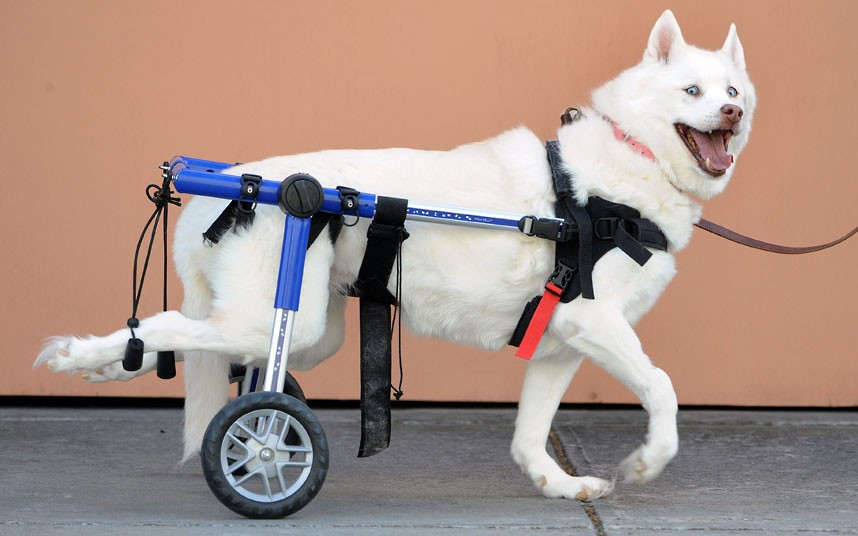 Ảnh động vật đẹp trong tuần ảnh 4 Ume the paralysed Siberian husky dog walks with the help of a wheeled contraption, in Melbourne, Australia. Owners Steve and Marilyn Koh have spent tens of thousands of dollars on medical bills so Ume can have a comfortable and pain-free life.
