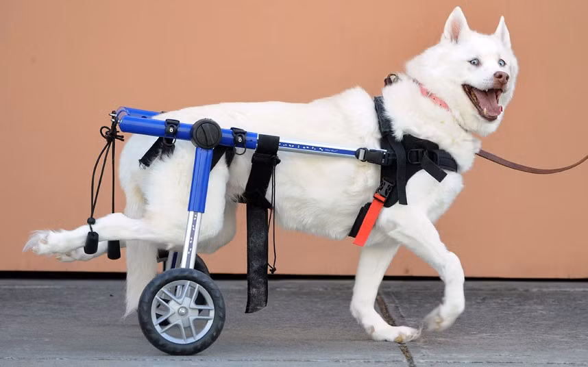 Ume the paralysed Siberian husky dog walks with the help of a wheeled contraption, in Melbourne, Australia. Owners Steve and Marilyn Koh have spent tens of thousands of dollars on medical bills so Ume can have a comfortable and pain-free life.