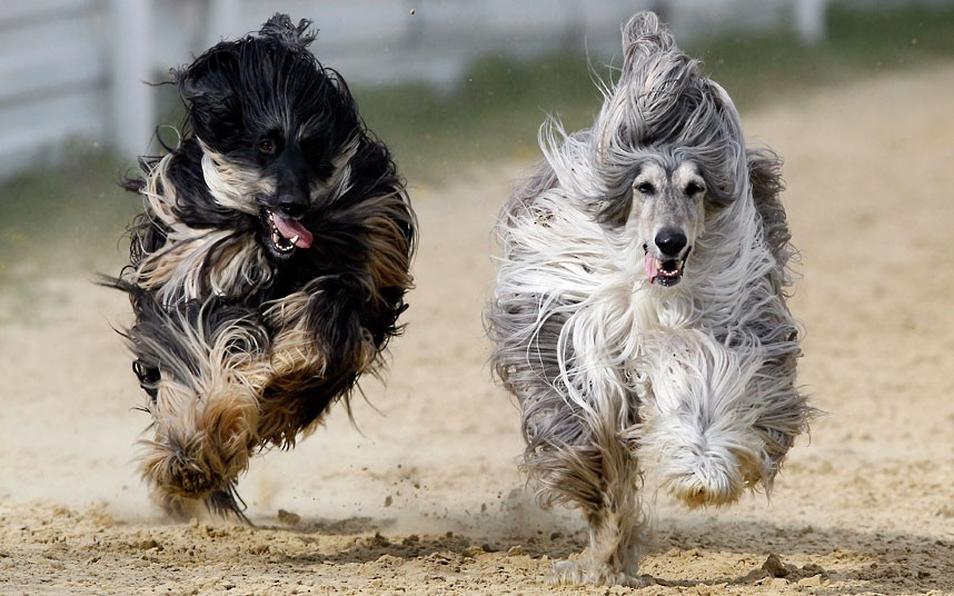 Ảnh động vật đẹp trong tuần ảnh 6 Afghan hounds race at a dog track near Brands Hatch in Kent
