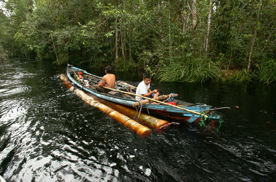 Illegal loggers remove timber along a river in a forest south of Sampit, Indonesia on November 13, 2010. Indonesia’s rain forests store billions of tons of carbon, so preserving those forests is regarded as crucial in the fight against climate change.