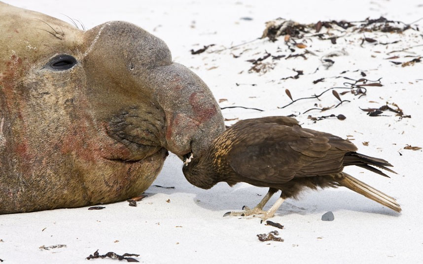 Ảnh động vật đẹp trong tuần ảnh 1 A Southern elephant seal bull has its nose picked by a bird of prey called a Striated Caracara on Sea Lion Island in the Falklands. The bird explored the elephant seal