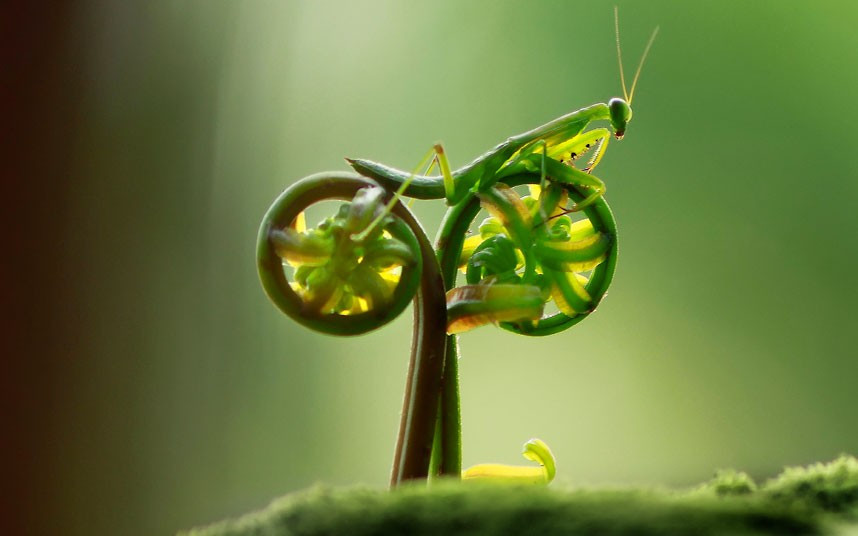 Ảnh động vật đẹp trong tuần ảnh 3 A praying mantis appears to be pedalling a bicycle in this amusing photo taken by amateur photographer, Eco Suparman, a university student from Borneo, Indonesia. He came across the mantis on a fern in a cemetery in the Ambawang River Village.