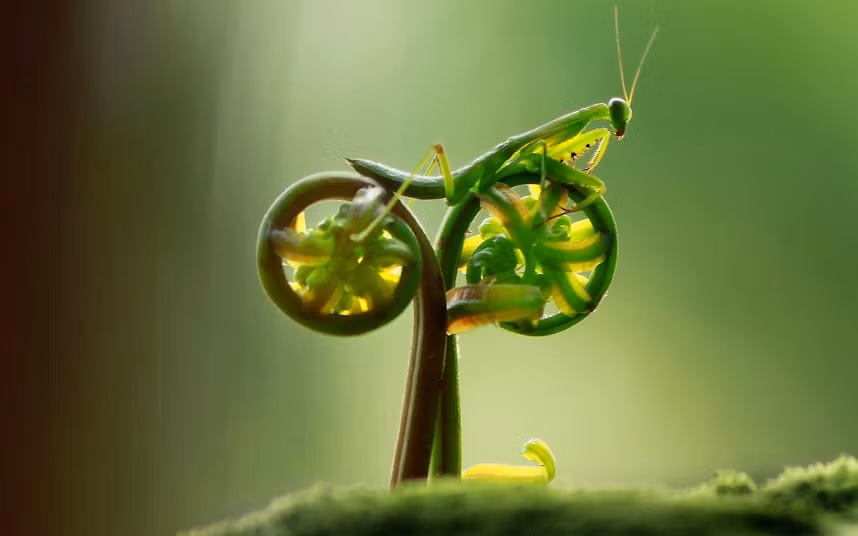 A praying mantis appears to be pedalling a bicycle in this amusing photo taken by amateur photographer, Eco Suparman, a university student from Borneo, Indonesia. He came across the mantis on a fern in a cemetery in the Ambawang River Village.