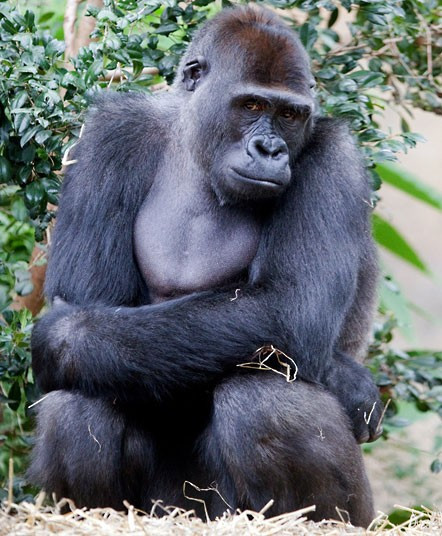 Western lowland gorilla Kibali, from France, settles in to his new habitat as part of the International Breeding Programme at Taronga Zoo in Sydney. The 11 year old male was specially selected to introduce new genetics to Taronga