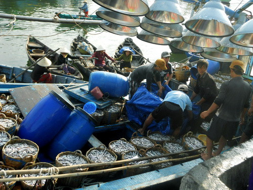 Tàu cá của anh Nguyễn Trí Khánh với mẻ cá cơm vừa trúng. Tàu cá của anh Nguyễn Trí Khánh với mẻ cá cơm vừa trúng.