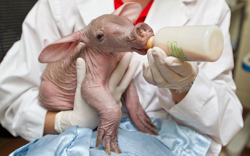 A baby aardvark is hand-reared at Busch Gardens in Tampa, Florida. The healthy baby was born on 26 March and weighs 4.8 pounds. He is being looked after by the park