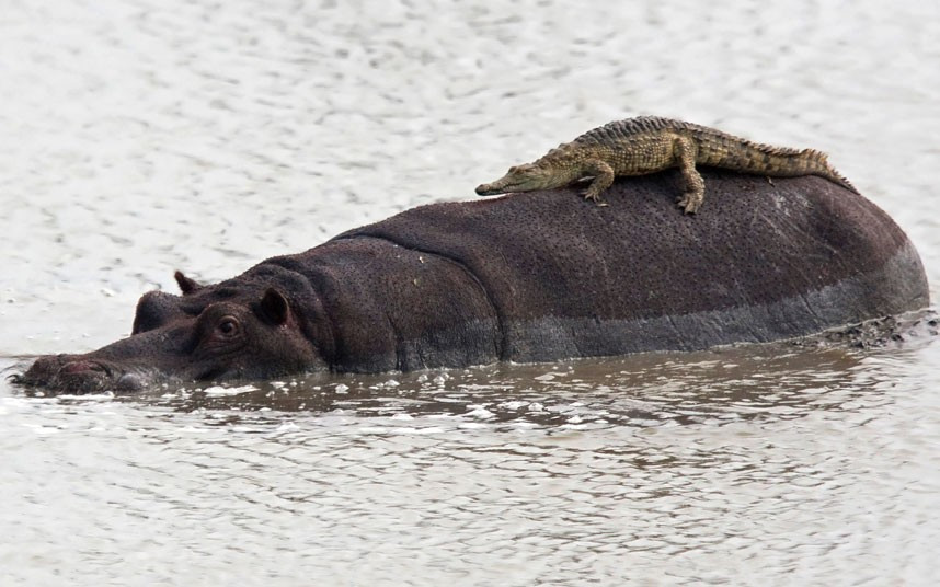 This baby crocodile seemed to have mistaken a giant hippo for a rock, lying across it to bask in the sun. Even when the hippo began to move, the young crocodile didn