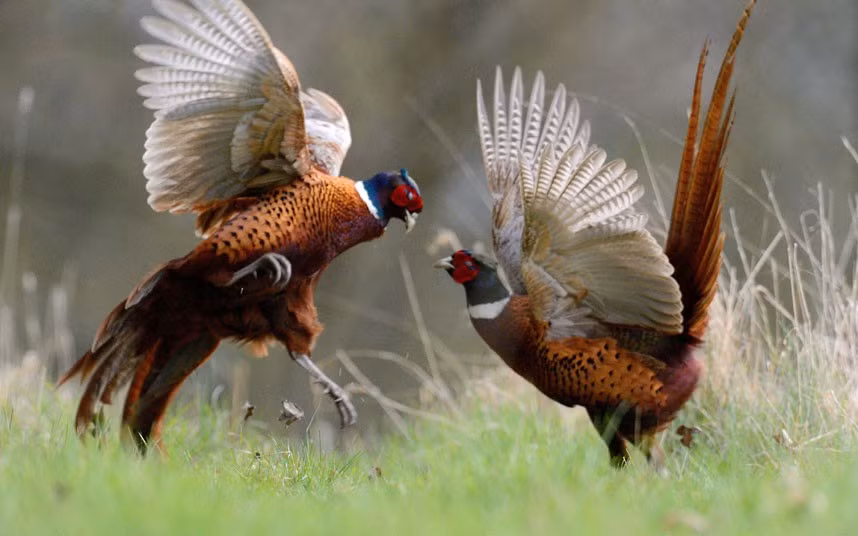 Male pheasants fight for feeding grounds and females. Wildlife photographer Richard Peters who caught the feisty pair on camera on farm land in Hertfordshire said: I couldn