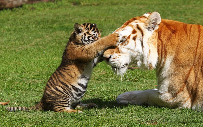Ảnh động vật đẹp trong tuần ảnh 3 A Bengal tiger cub meets Sita, an adult female Bengal tiger at Dreamworld, Queensland, Australia. Arrow and Anchor, two six-week-old cubs, were allowed on to Tiger Island for the first time this week.
