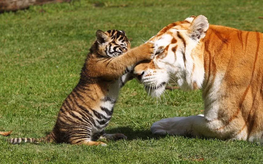 A Bengal tiger cub meets Sita, an adult female Bengal tiger at Dreamworld, Queensland, Australia. Arrow and Anchor, two six-week-old cubs, were allowed on to Tiger Island for the first time this week.