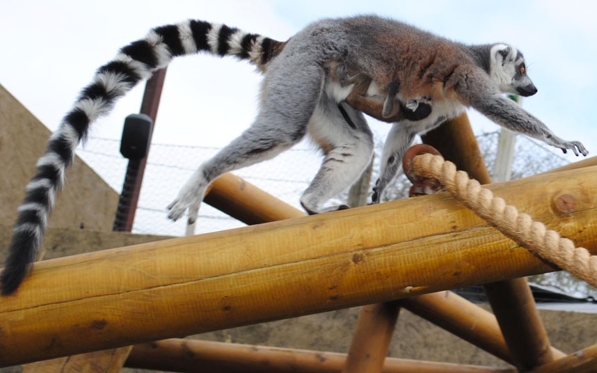 Ảnh động vật đẹp trong tuần ảnh 7 A ring-tailed lemur carries its baby at Colchester Zoo in Essex