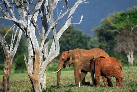 Elephants forage on March 20, 2012 in the Tsavo-east National Park in the wake of a dramatic increase in elephant killings for their prized tusks. Kenya’s estimated 30,000 elephants are under growing risk as incidences of poaching continue to mount despite efforts by the government and international wildlife agencies.