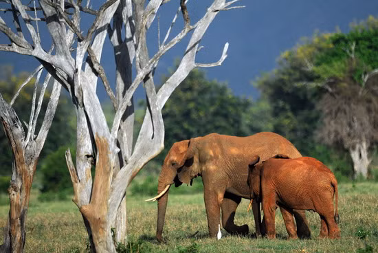 Elephants forage on March 20, 2012 in the Tsavo-east National Park in the wake of a dramatic increase in elephant killings for their prized tusks. Kenya’s estimated 30,000 elephants are under growing risk as incidences of poaching continue to mount despite efforts by the government and international wildlife agencies.