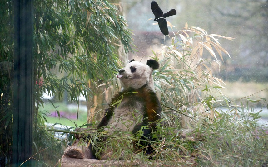 Ảnh động vật đẹp trong tuần ảnh 8 Bao Bao, the oldest panda in captivity, sits in his enclosure at the zoo in Berlin. Bao Bao was born in September 1978.