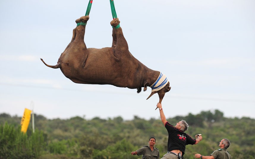 Ben Shaw of Eastern Cape Parks and Tourism along with Dave Zimmerman and Cathy Dreyer of SANParks hold onto a rhino as the helicopter comes in for landing. For some endangered rhinos, a 1,000-mile journey to rescue from them poachers starts with a helicopter ride — hanging upside down, blindfolded and sedated. That might sound uncomfortable, but experts say it