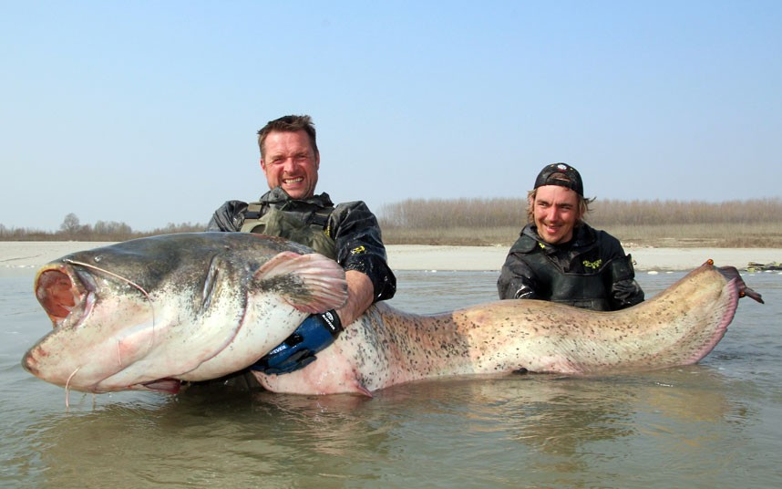 Ảnh động vật đẹp trong tuần ảnh 6 This huge Wels Catfish dragged three men in a boat one mile down river as they attempted to catch it. Sport anglers Uli Schuppler and Stefan Seuss battled with the 218lb fish on the River Po in Italy for half an hour before finally managing to land it.