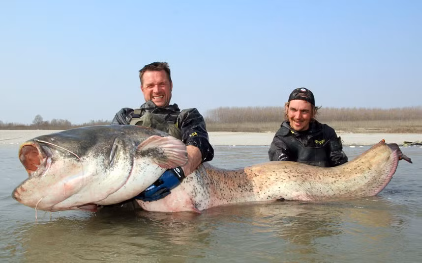 This huge Wels Catfish dragged three men in a boat one mile down river as they attempted to catch it. Sport anglers Uli Schuppler and Stefan Seuss battled with the 218lb fish on the River Po in Italy for half an hour before finally managing to land it.