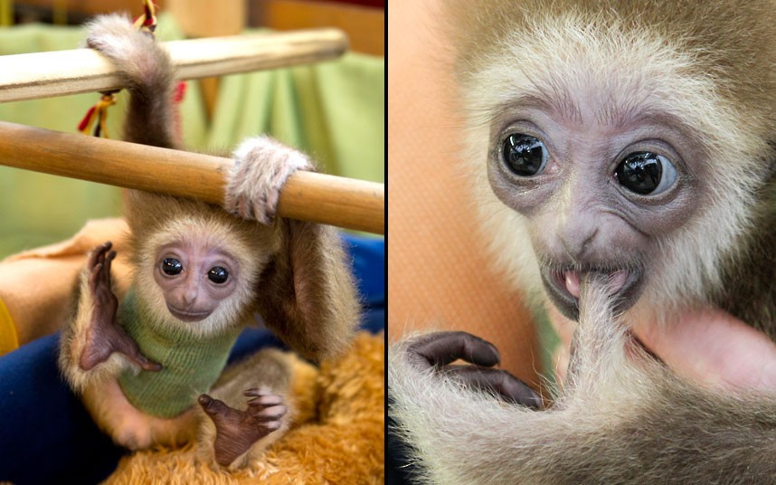 Ảnh động vật đẹp trong tuần ảnh 1 A baby white-handed gibbon known as Knuppy is cared for at a zoo in Bremen, northern Germany. The young gibbon, which was rejected by its mother, is now in the care of zoo owner Renate Anders.