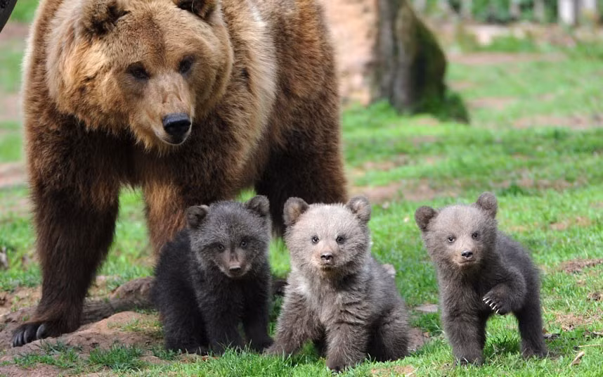 Mother Orsa and her three bear cubs explore their open-air enclosure at the Tripsdrill wildlife park near Cleebronn, southern Germany