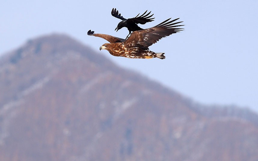 Ảnh động vật đẹp trong tuần ảnh 2 A cheeky crow tries to hitch a ride on an eagle mid-flight in Kyeonggi-do, South Korea. Photographer Hyeongchol Kim caught the smaller bird saving some energy by swooping in on the eagle and perching on its back.
