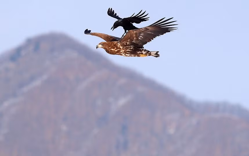 A cheeky crow tries to hitch a ride on an eagle mid-flight in Kyeonggi-do, South Korea. Photographer Hyeongchol Kim caught the smaller bird saving some energy by swooping in on the eagle and perching on its back.