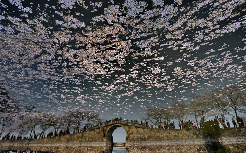 Những hình ảnh ấn tượng trong tuần ảnh 3 Cherry blossom petals float on the water at Turtle Head Park in Wuxi, China, as an arched bridge is reflected on the surface (photo rotated)