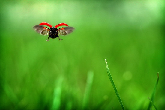 A ladybug in flight spreads its wings as it flutters from grass blade to grass blade at Rooks Park in Walla Walla, Wash. on April 2, 2012.