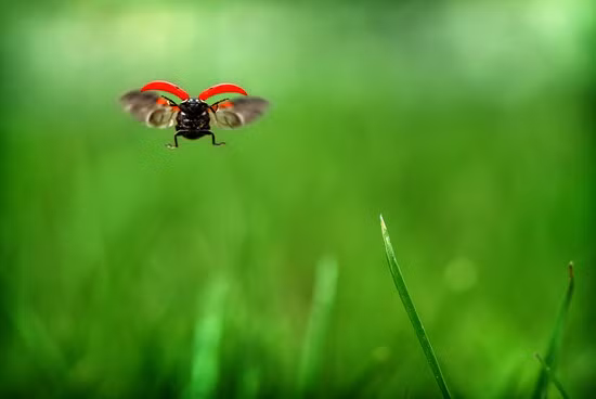 A ladybug in flight spreads its wings as it flutters from grass blade to grass blade at Rooks Park in Walla Walla, Wash. on April 2, 2012.