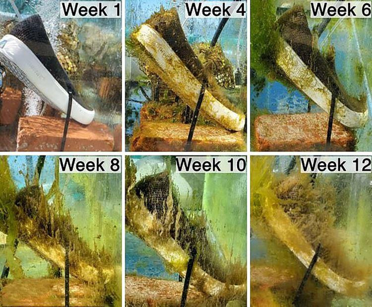 Giày làm từ polyurethane, có khả năng phân hủy sinh học trong nước biển sau 4 tuần. Ảnh: Daniel Zhen/Algenesis Al. Giày làm từ polyurethane, có khả năng phân hủy sinh học trong nước biển sau 4 tuần. Ảnh: Daniel Zhen/Algenesis Al.