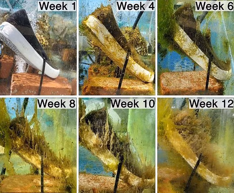 Giày làm từ polyurethane, có khả năng phân hủy sinh học trong nước biển sau 4 tuần. Ảnh: Daniel Zhen/Algenesis Al. Giày làm từ polyurethane, có khả năng phân hủy sinh học trong nước biển sau 4 tuần. Ảnh: Daniel Zhen/Algenesis Al.