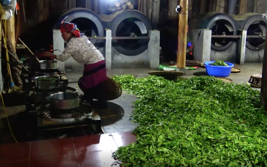 Chè Shan tuyết đã giúp nhiều hộ gia đình người dân tộc Mông giảm nghèo bền vững. Chè Shan tuyết đã giúp nhiều hộ gia đình người dân tộc Mông giảm nghèo bền vững.