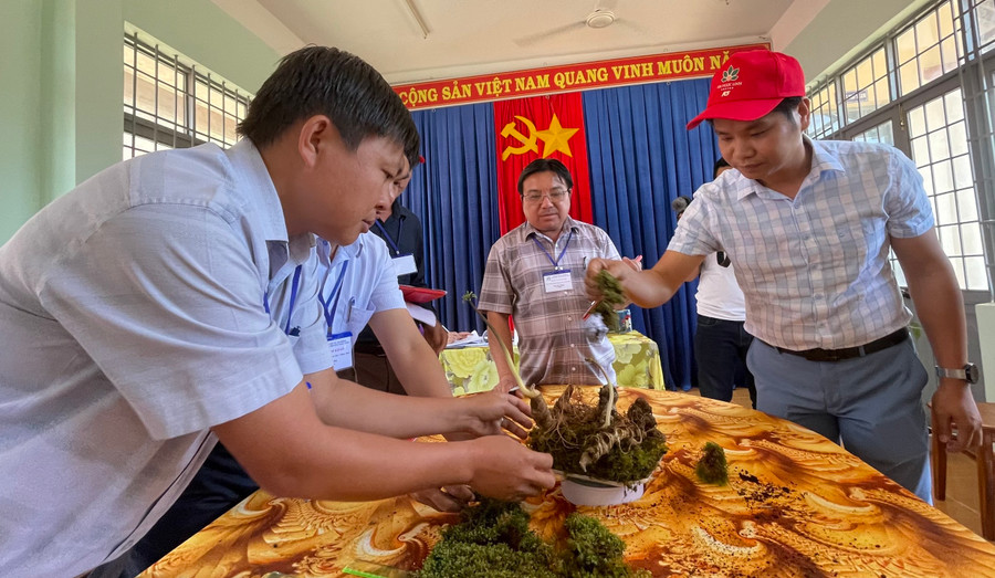 3 củ sâm của Công ty Cổ phần sâm Ngọc Linh Kon Tum. 3 củ sâm của Công ty Cổ phần sâm Ngọc Linh Kon Tum.