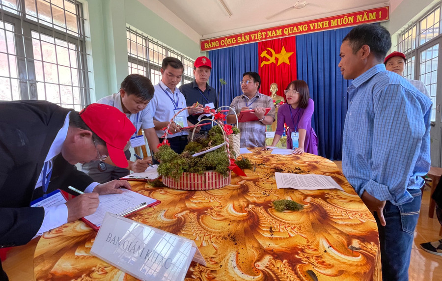 Các tổ chức, cá nhân giới thiệu, thuyết minh về nguồn gốc, hình dạng và tuổi của củ sâm Ngọc Linh. Các tổ chức, cá nhân giới thiệu, thuyết minh về nguồn gốc, hình dạng và tuổi của củ sâm Ngọc Linh.