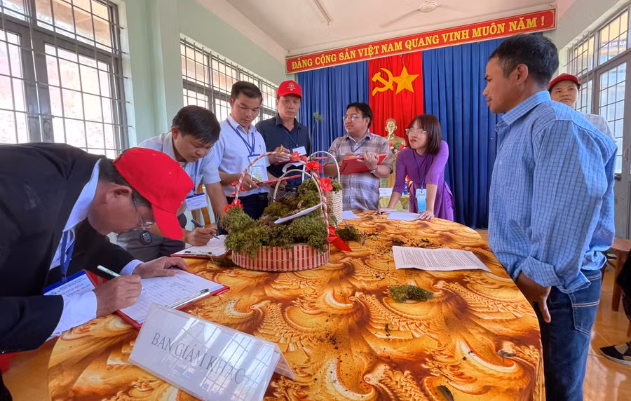 Các tổ chức, cá nhân giới thiệu, thuyết minh về nguồn gốc, hình dạng và tuổi của củ sâm Ngọc Linh.