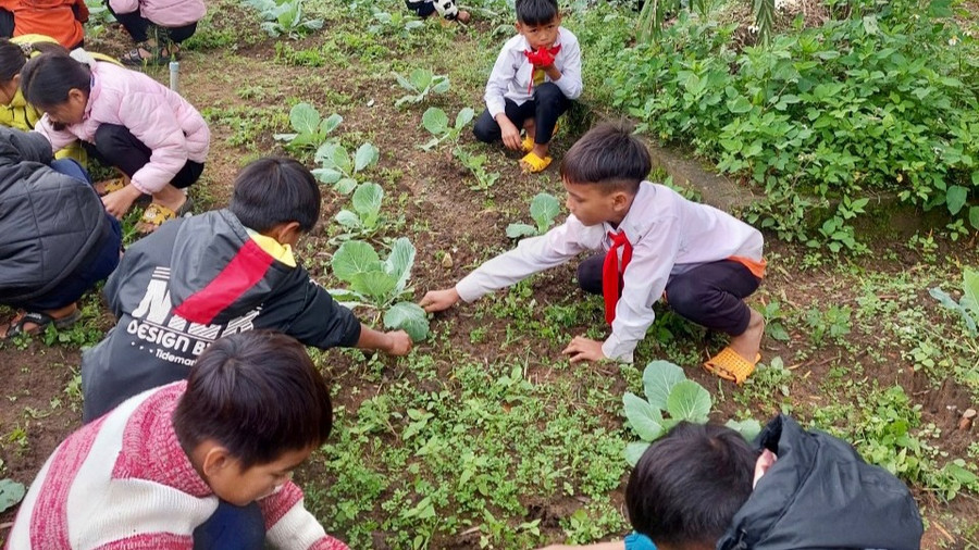 Học sinh trồng và chăm sóc rau xanh tại trường. Học sinh trồng và chăm sóc rau xanh tại trường.