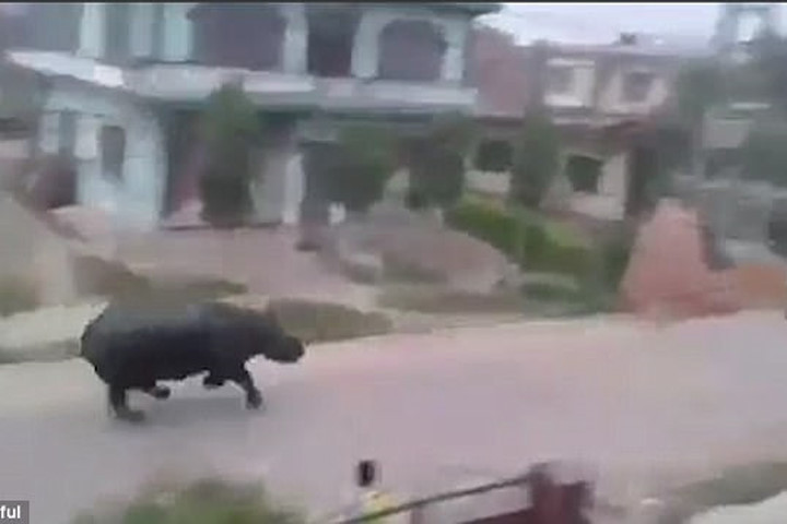 Kinh hoàng tê giác nổi điên rượt đuổi người trên đường phố