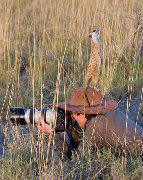 Matt Burrard-Lucas lies on the ground taking pictures of meerkats when one of the meerkats hops onto his head for a better view, in the Kalahari Desert in Botswana