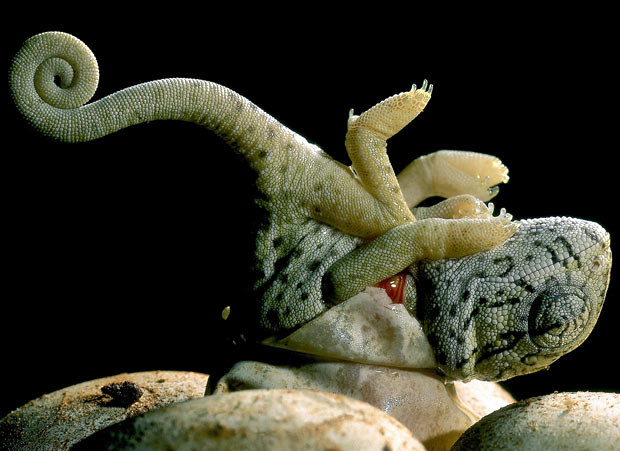 Ảnh động vật đẹp trong tuần ảnh 7 A baby chameleon hatches from an egg after being guarded by its mum deep down in their burrow. Photographer Francisco Mingorance worked with chameleons for 15 years before he was able to capture the special moment. The breeding female dug a 70cm-deep tunnel in the soil to create a small vault where she laid her eggs in Almunecar, near Malaga, Spain. Around a year later, the eggs hatched, and Francisco caught the magic moment. Francisco says: