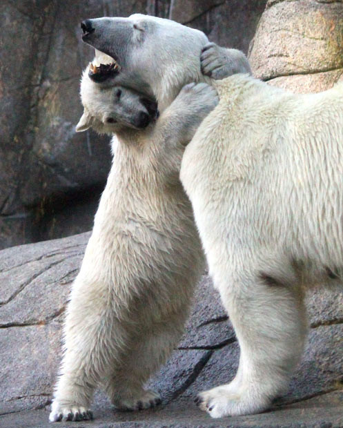 Chú gấu ôm cổ mẹ ở vườn thú Aalborg, Đan Mạch One-year-old polar bear Augo gives his mother Malik a bear hug at the Aalborg Zoo in Denmark