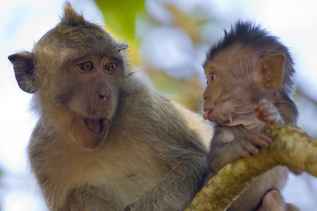 A cheeky monkey blows a raspberry at his shocked mother