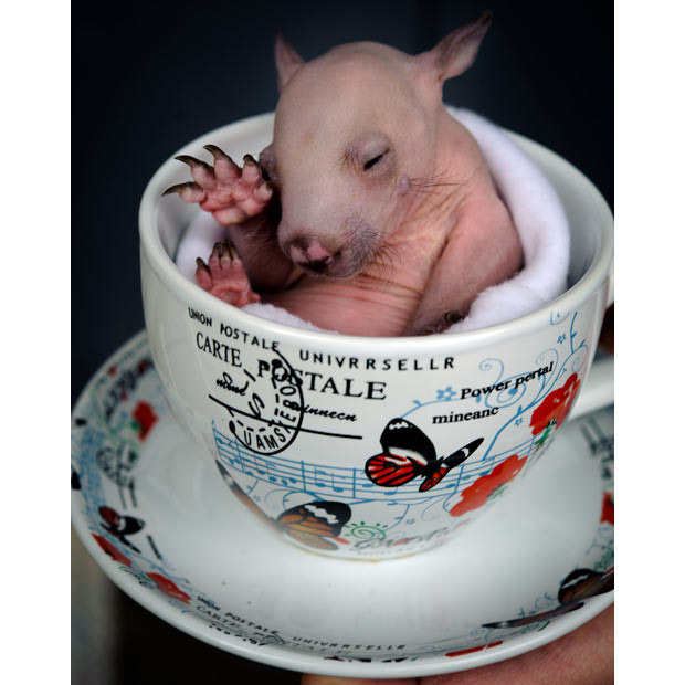 Rupert, a three-month-old wombat joey, sits in a teacup at the Healesville Sanctuary, Victoria, Australia. He was rescued from his mother’s pouch when she was killed by a car.