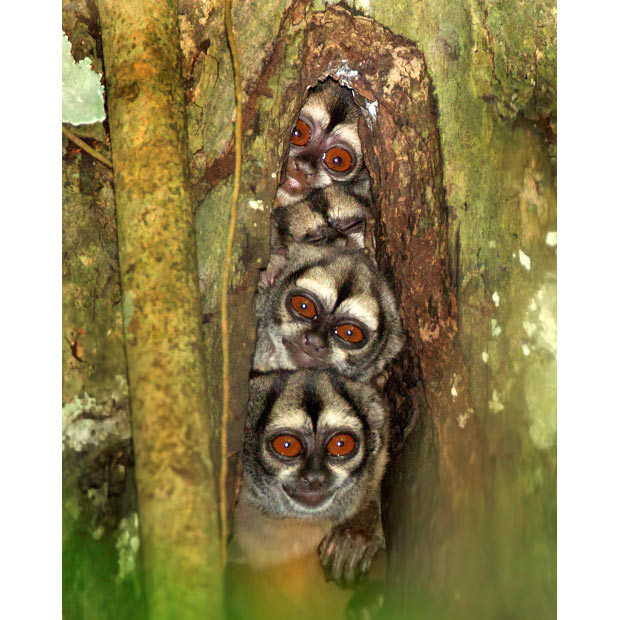 Four night monkeys squeeze themselves into a hollow in a tree trunk 25 feet above the floor of the Amazon rainforest. Photographer David Hemmings spotted the nest while trekking through the Amazon in Ecuador. Night monkeys, also known as Douroucoulis, or Owl monkeys, are the only truly nocturnal monkey species and have huge eyes to help them see.