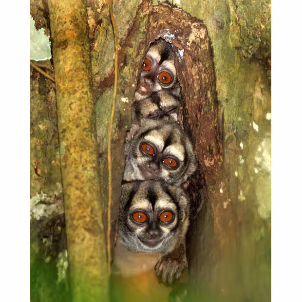 Hình ảnh động vật đáng yêu nhất năm 2011 ảnh 7 Four night monkeys squeeze themselves into a hollow in a tree trunk 25 feet above the floor of the Amazon rainforest. Photographer David Hemmings spotted the nest while trekking through the Amazon in Ecuador. Night monkeys, also known as Douroucoulis, or Owl monkeys, are the only truly nocturnal monkey species and have huge eyes to help them see.