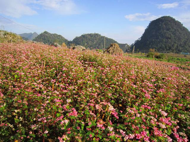 Cao nguyên đá mùa hoa tam giác mạch ảnh 2
