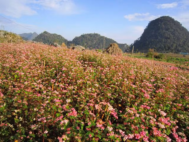 Cao nguyên đá mùa hoa tam giác mạch ảnh 2 Cao nguyên đá mùa hoa tam giác mạch ảnh 2