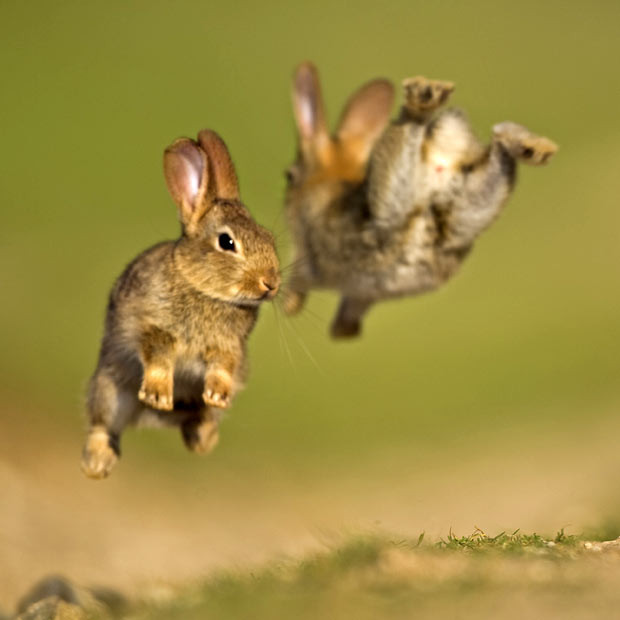 Baby rabbits play in the English countryside, Wiltshire