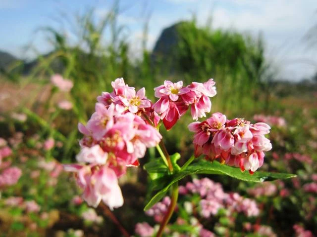 Cao nguyên đá mùa hoa tam giác mạch