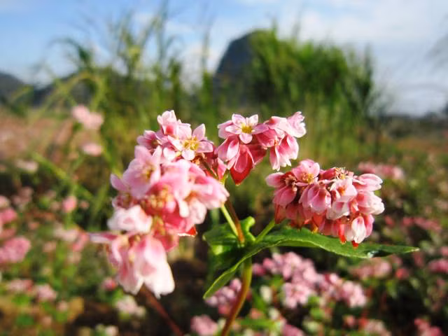 Cao nguyên đá mùa hoa tam giác mạch