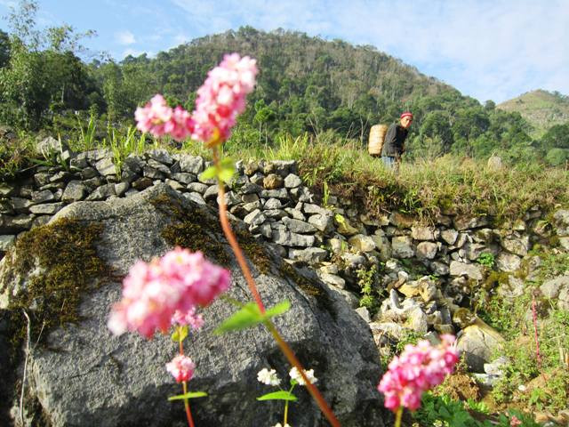 Cao nguyên đá mùa hoa tam giác mạch ảnh 1